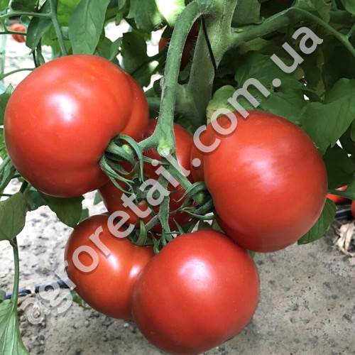Томат Матадор 0.15 г Gl Seeds