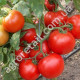 Томат Машенька 0.15 г Gl Seeds