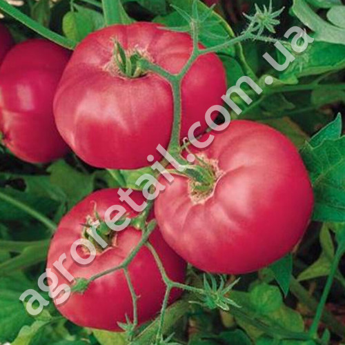Томат Микадо розовый 0.1 г Gl Seeds