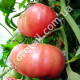 Томат Миллионер 0.1 г Gl Seeds