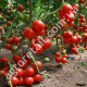 Томат Незалежный 0.15 г Gl Seeds