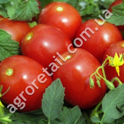 Томат Новичок красный 0.25 г Gl Seeds
