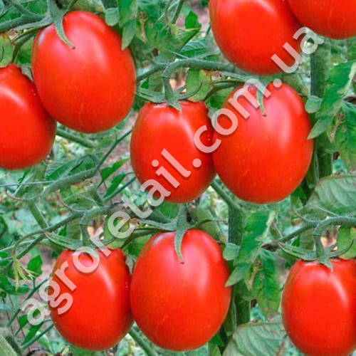 Томат Новичок 3 г Gl Seeds