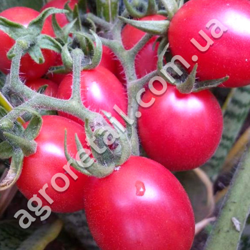 Томат Новичок розовый 0.1 г Gl Seeds
