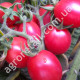 Томат Новичок розовый 0.1 г Gl Seeds