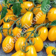 Томат Оберег 0.1 г Gl Seeds