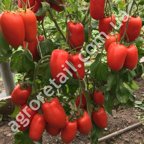 Томат Обжора 0.15 г Gl Seeds