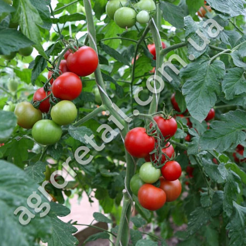 Томат Ольга F1 0.15 г Gl Seeds