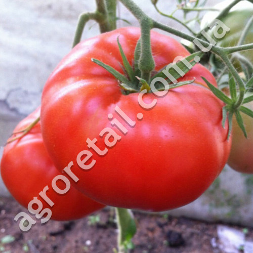 Томат Орловские рысаки 0.15 г Gl Seeds