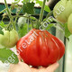 Томат Пузата Хата 0.1 г Gl Seeds