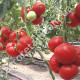 Томат Райское наслаждение 0.15 г Gl Seeds