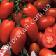 Томат Ред Хантер 0.15 г Gl Seeds