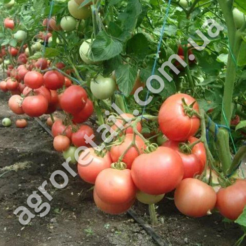 Томат Роза ветров 0.15 г Gl Seeds