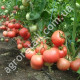 Томат Роза ветров 0.15 г Gl Seeds