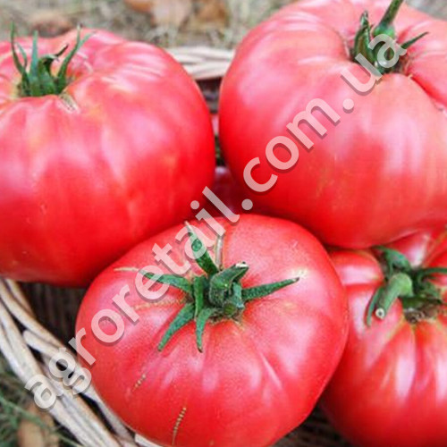 Томат Розовый гигант 0.1 г Gl Seeds