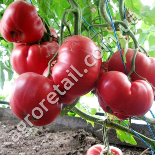 Томат Розовый мед 0.1 г Gl Seeds