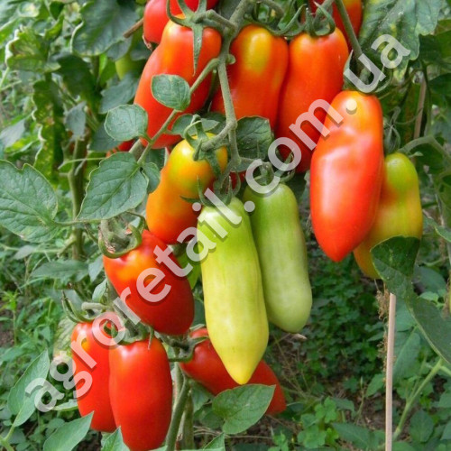 Томат Сан-Марцано 0.15 г Gl Seeds