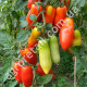 Томат Сан-Марцано 0.15 г Gl Seeds