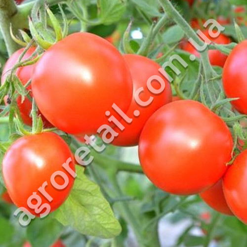 Томат Северная королева 0.1 г Gl Seeds