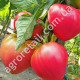 Томат Сердце Америки 0.15 г Gl Seeds