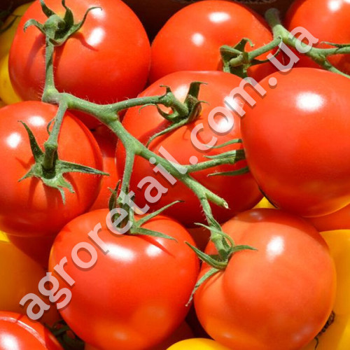 Томат Скороспелка 0.25 г Gl Seeds