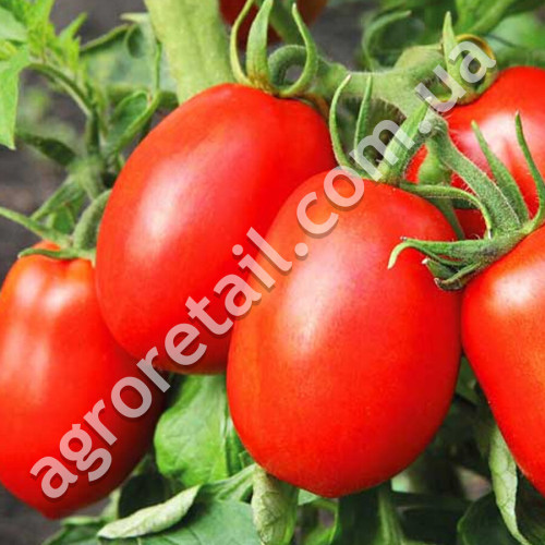 Томат Слива-гигант 0.15 г Gl Seeds