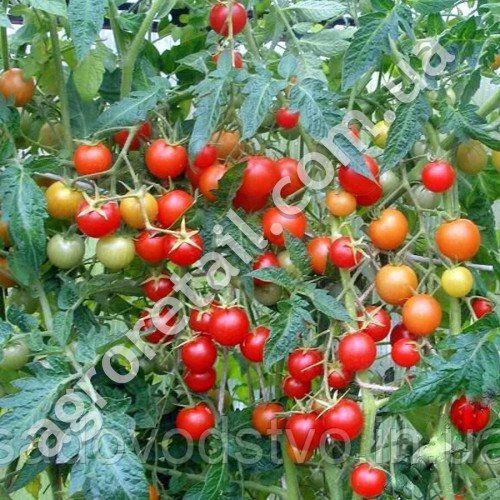 Томат Спокуса 0.1 г Gl Seeds