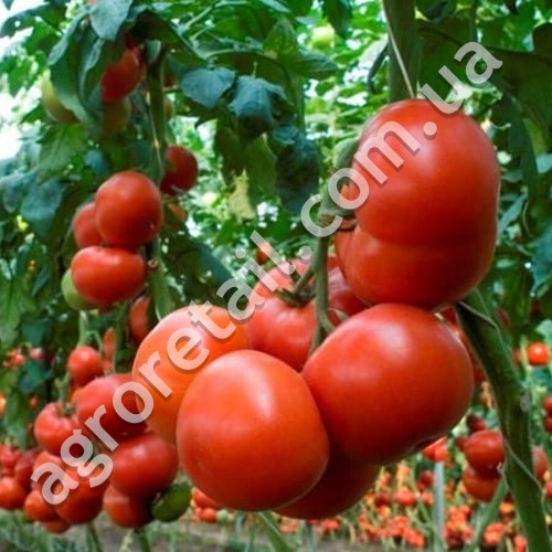 Томат Таня F1 0.15 г Gl Seeds