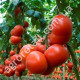 Томат Таня F1 0.15 г Gl Seeds