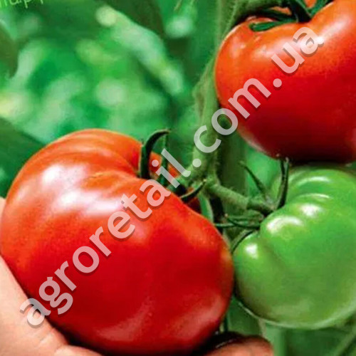 Томат Три толстяка 0.15 г Gl Seeds