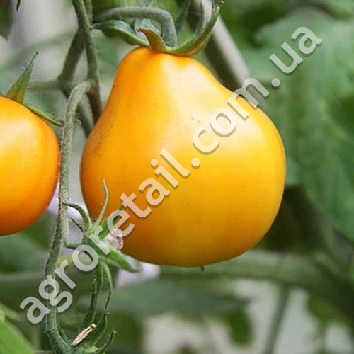 Томат Трюфель желтый 0.1 г Gl Seeds