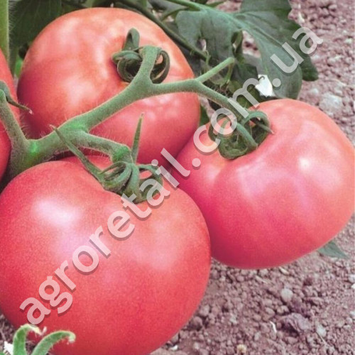 Томат Фаворит 0.1 г Gl Seeds