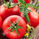 Томат Фермерский 0.15 г Gl Seeds