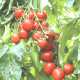Томат Форте Маре F1 0.1 г Gl Seeds