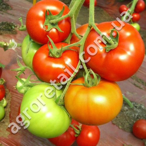 Томат Хлебосольный 0.1 г Gl Seeds