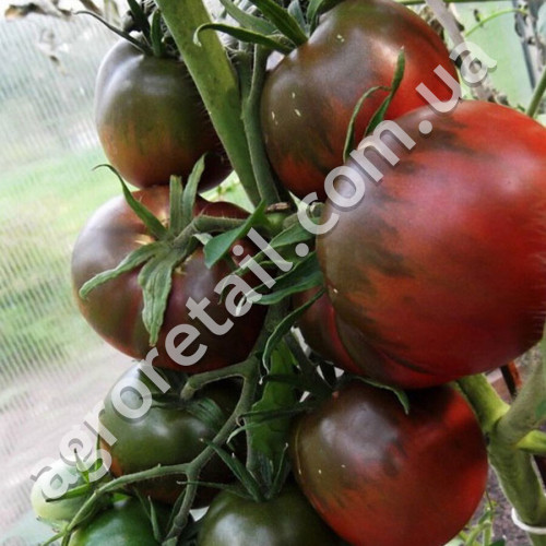 Томат Черный принц 0.1 г Gl Seeds