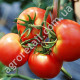 Томат Чумак 0.25 г Gl Seeds