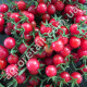 Томат Шалун 0.1 г Gl Seeds