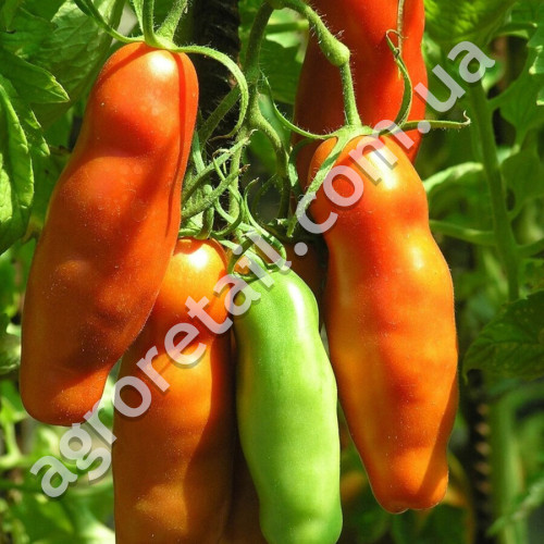 Томат Эрос 0.1 г Gl Seeds