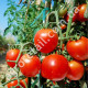 Томат Эфемер 0.25 г Gl Seeds
