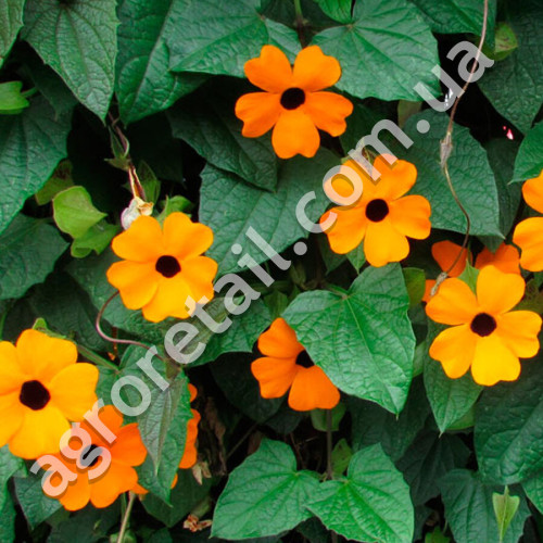 Тунбергія Сьюзі 0.7 г Gl Seeds