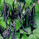 Квасоля Блаухильде 10 г Gl Seeds