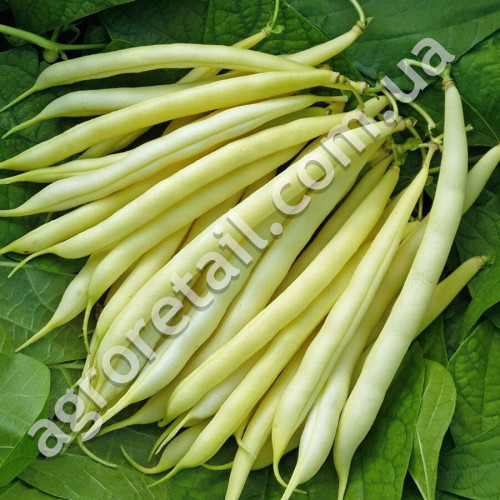 Квасоля спаржева Масляний король 10 г Gl Seeds