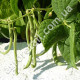 Квасоля спаржева Монтана 10 г Gl Seeds