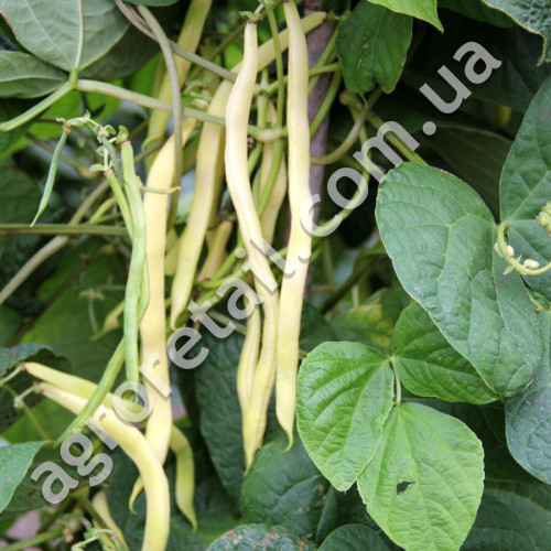 Квасоля спаржева Пантера 10 г Gl Seeds
