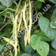 Квасоля спаржева Пантера 10 г Gl Seeds