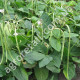 Фасоль спаржевая Ява 15 г Gl Seeds