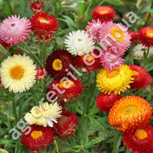 Квіткова суміш Застигла музика 0.5 г Gl Seeds