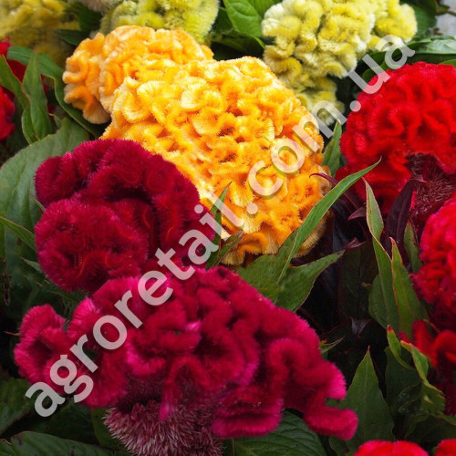 Целозія Аміго мікс 10 шт Gl Seeds