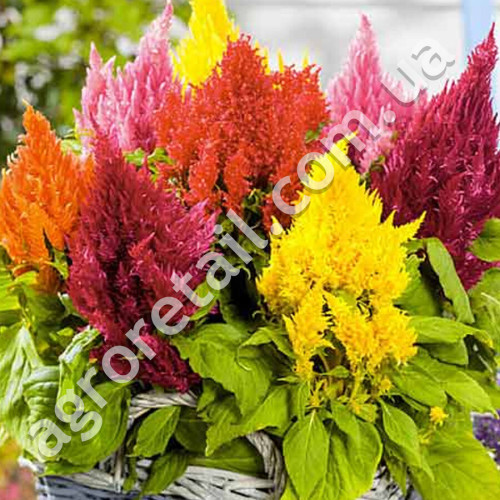 Целозия Пампас Плюме 0.2 г Gl Seeds